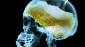 Биологи назвали глубинную причину алкоголизма
