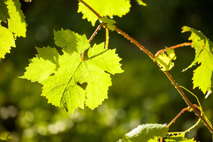 Рецепт вина из виноградных листьев