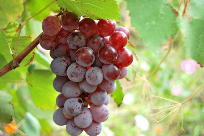 Виноград изабелла для приготовления вина